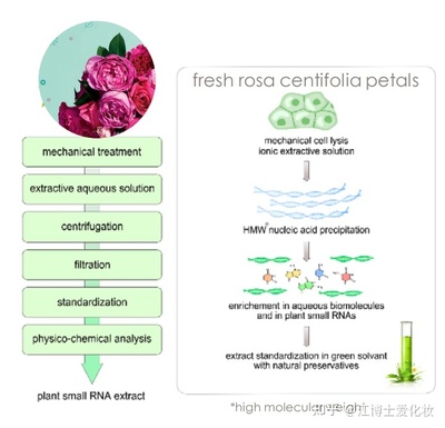 植物提取物 化妝品中的智慧之選，還是營銷噱頭？